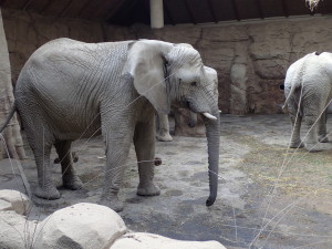 Výlet Zoo Lešná, červen 2017
